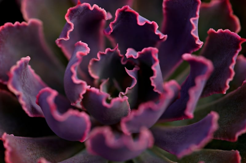 Indoor plants